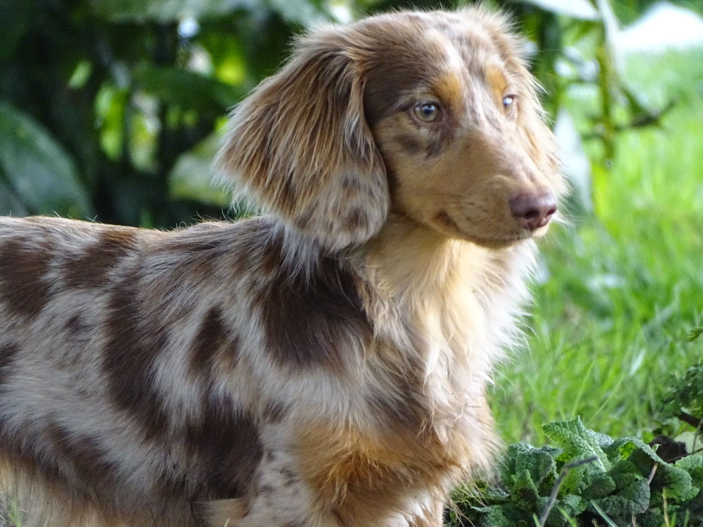 Arizona Du Domaine D'ohcumgache