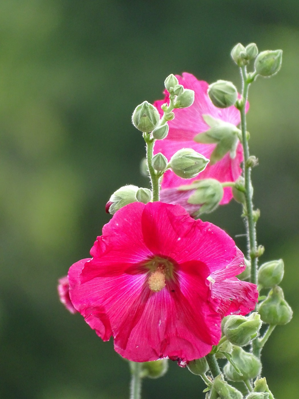 PROCHAINES NAISSANCES