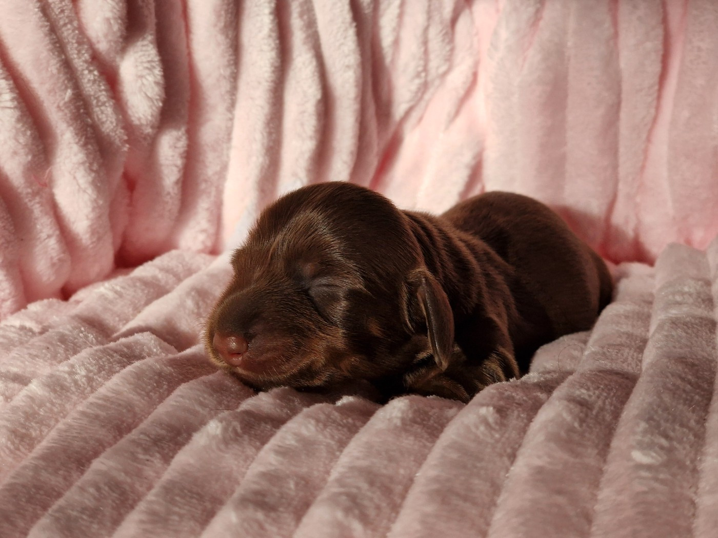 D'Un Seul Regard Suffit - Teckel poil long - Portée née le 23/12/2025