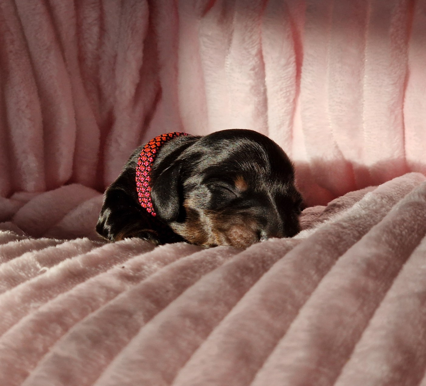 D'Un Seul Regard Suffit - Chiots disponibles - Teckel poil long