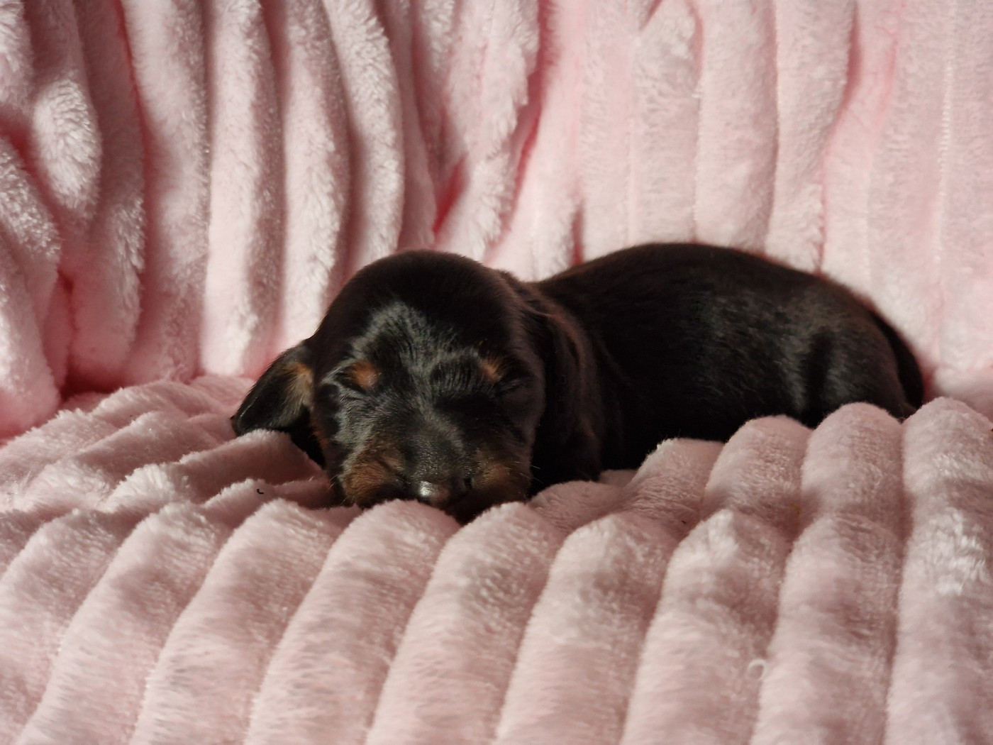 D'Un Seul Regard Suffit - Chiots disponibles - Teckel poil long